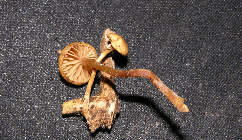 Galerina da determinare n�23.